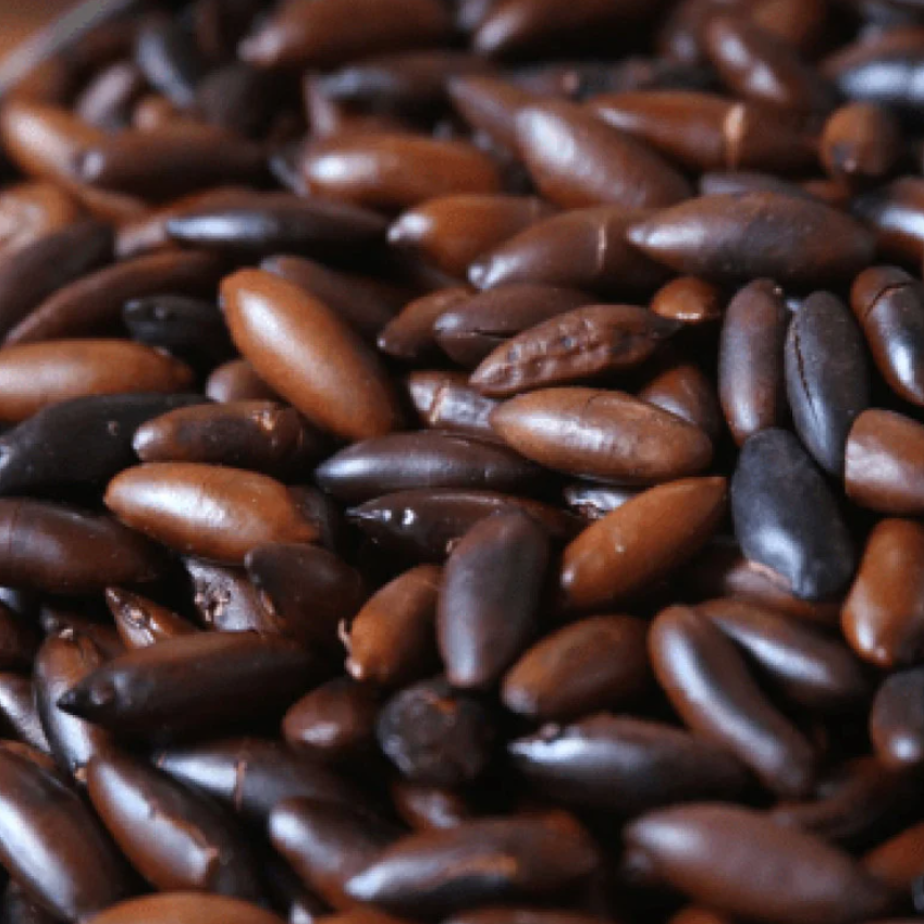 Castanha de Baru torrada – 100g Unidade