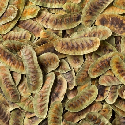 Dried Senna alexandrina pods full frame