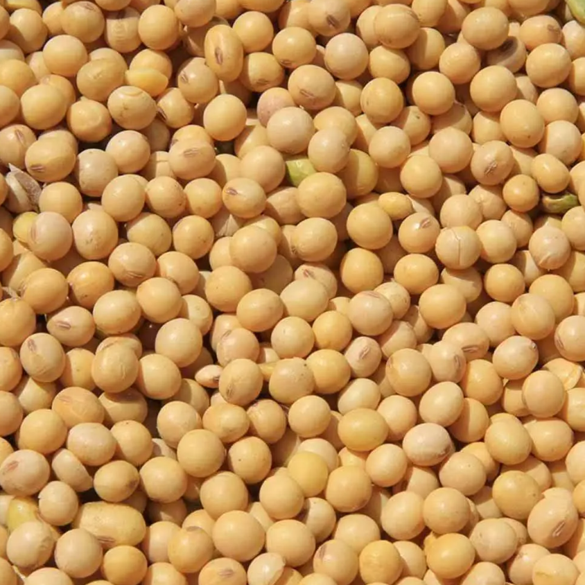 Soja em grão – 100g unidade