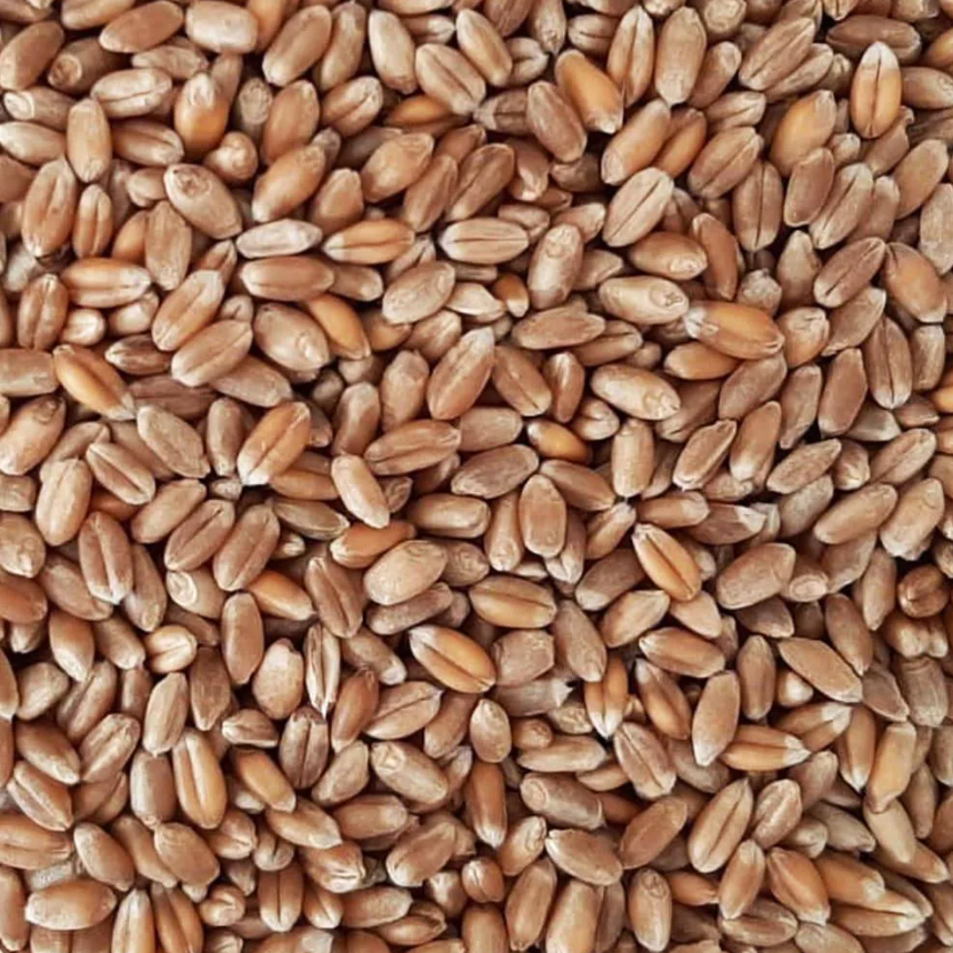 Trigo em grão – 100g unidade